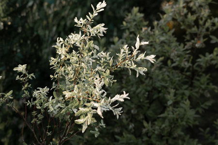 Hakuro nishiki wholeleaf willow, planting Japanese trees in the garden