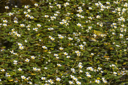 Green frog in water against a background of white flowers, frog matting seasonの写真素材