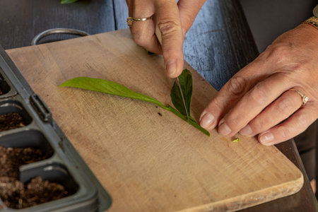 Transplanting cherry laurel bushes into small pots, rooting young cherry laurel plants, pruning...