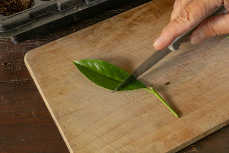 Transplanting cherry laurel bushes into small pots, rooting young cherry laurel plants, pruning...