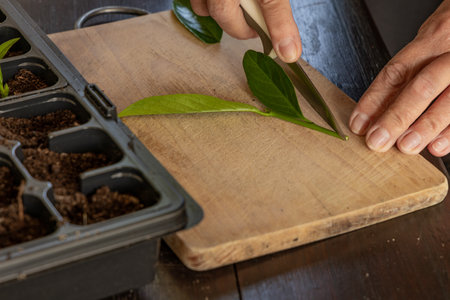 Transplanting cherry laurel bushes into small pots, rooting young cherry laurel plants, pruning...