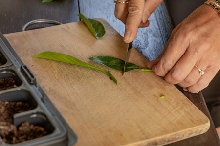 Transplanting cherry laurel bushes into small pots, rooting young cherry laurel plants, pruning shoots, planting seedlings in the groundの写真素材