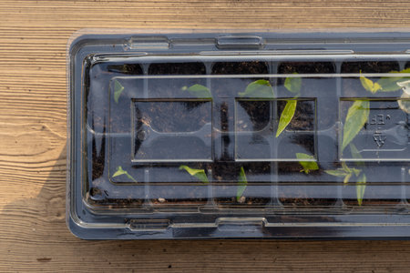 Plastic containers for molde seedlings plants, transplanting plants, plastic small pots with soil,の写真素材