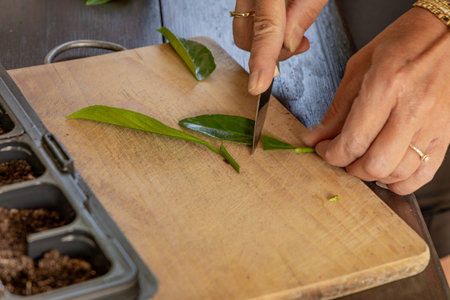 Transplanting cherry laurel bushes into small pots, rooting young cherry laurel plants, pruning...