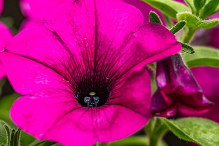Pink petunia flower close-up in the summer garden.の写真素材