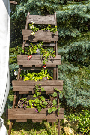 Wooden star ladder as a flower stand for colorful flowers in the garden, garden decoration, garden flower stand ideaの写真素材