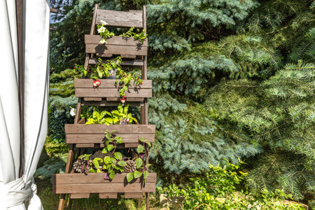 Wooden star ladder as a flower stand for colorful flowers in the garden, garden decoration, garden flower stand ideaの写真素材