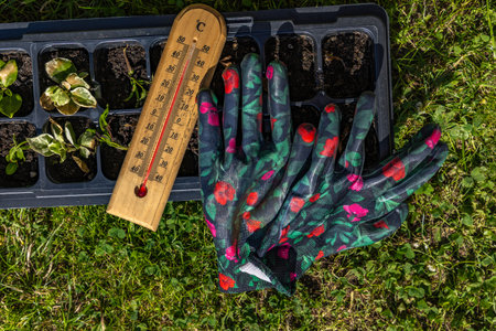 Young flower seedlings burned by high temperature, mercury thermometer shows high temperature in the gardenの写真素材