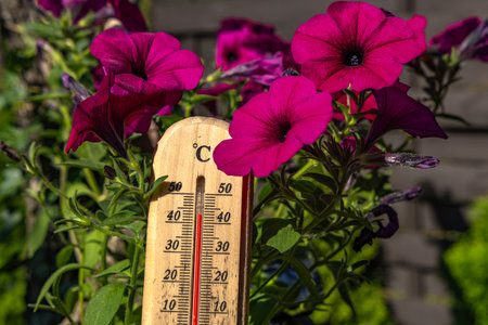 Temperature too high for garden flowers, thermometer measures high temperature in the garden, flowers destroyed by heat waveの写真素材