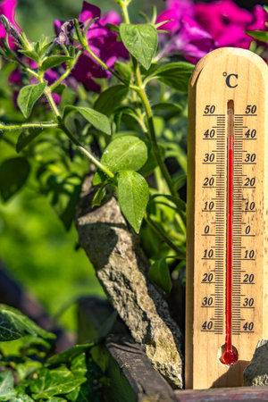 Temperature too high for garden flowers, thermometer measures high temperature in the garden,...