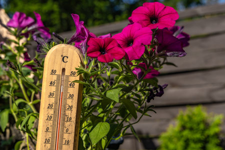Temperature too high for garden flowers, thermometer measures high temperature in the garden,...