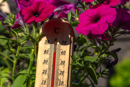 Temperature too high for garden flowers, thermometer measures high temperature in the garden,...