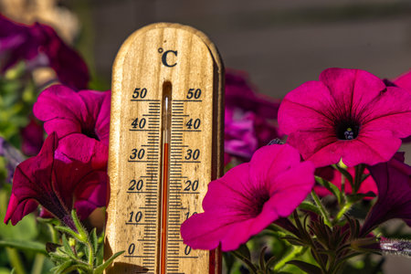 Temperature too high for garden flowers, thermometer measures high temperature in the garden,...