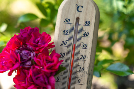 Temperature too high for garden flowers, thermometer measures high temperature in the garden, flowers destroyed by heat waveの写真素材