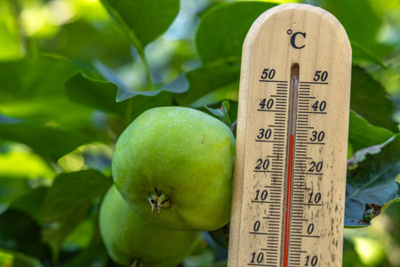 Measuring the temperature in the shade in the garden in summer, the thermometer shows a very high temperature outside in the garden, a heat waveの写真素材
