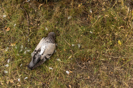 A dead bird run over by a car lies under a tree on the lawn, a dead pigeon, a dead bird