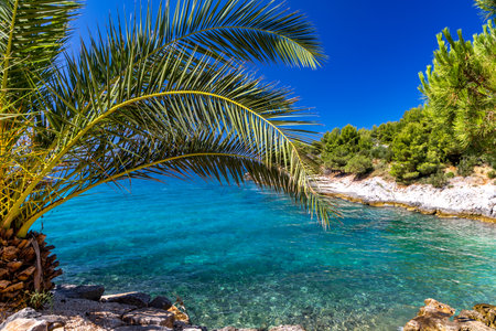 Relax in the shade of palm trees on the picturesque Tatinje beach in Croatia, the most beautiful tourist beachesの写真素材