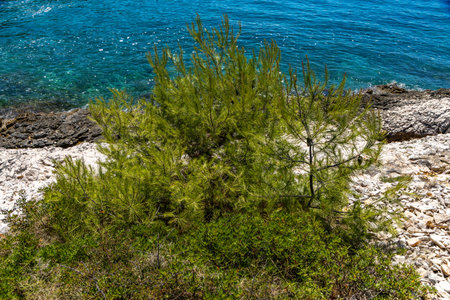 Mediterranean vegetation, road leading to Tatinje beach in Croatia, Ciovo island, tourist attraction near Split airportの写真素材