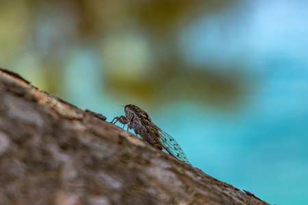 A single cicada sits on a tree trunk on a sunny day. Croatia
