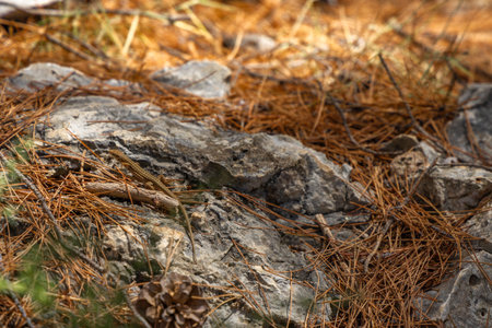 A young lizard hides among the rocks, animals on the Croatian coast