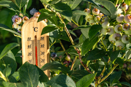 Bushes with ripe berries, in the hot sun, measuring the temperature in the garden, a wooden...