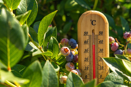 Bushes with ripe berries, in the hot sun, measuring the temperature in the garden, a wooden...