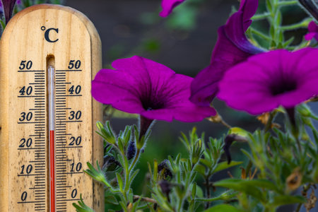 Mercury thermometer in the plot, measuring the temperature in the garden, high air temperature, heat...