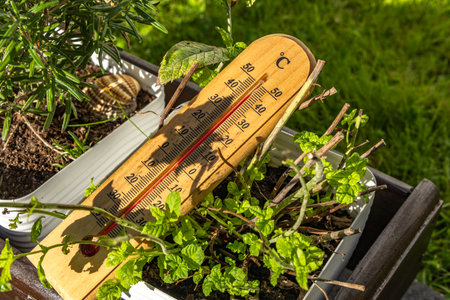 A wooden thermometer shows a very high temperature in the garden, withered garden plants, and dried...