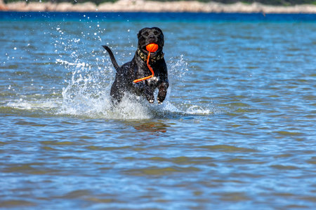 Black Cane Corso guard dog running in water, dog training, playing catch with a dog