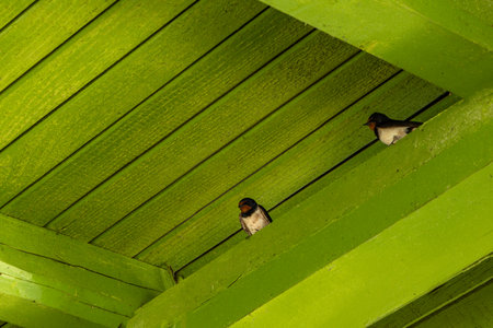 Young swallows sit on a green wooden beam in the attic, swallows build a nest Rab, Lopar