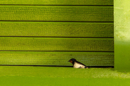 Young swallows sit on a green wooden beam in the attic, swallows build a nest Rab, Loparの写真素材