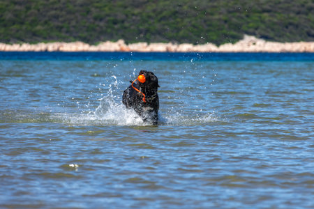 Black Cane Corso guard dog running in water, dog training, playing catch with a dogの写真素材