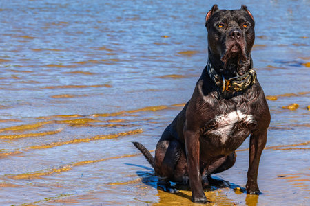 A black guard dog sits on the seashore, guarding a Cane Corso, a dog with cropped ears.の写真素材