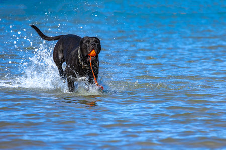 Black Cane Corso guard dog running in water, dog training, playing catch with a dogの写真素材