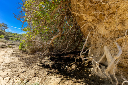 A massive sand dune covered with lush vegetation, a trail to Strucic beach on the island of Rab, a...
