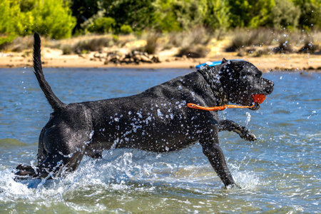 Black Cane Corso guard dog running in water, dog training, playing catch with a dogの写真素材