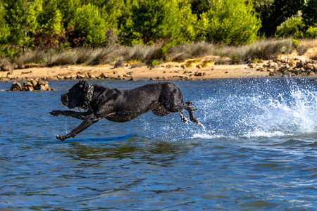 Black Cane Corso guard dog running in water, dog training, playing catch with a dogの写真素材