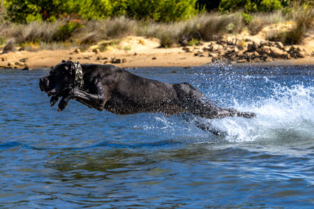 Black Cane Corso guard dog running in water, dog training, playing catch with a dogの写真素材
