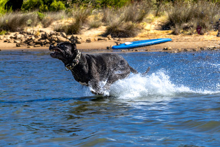 Black Cane Corso guard dog running in water, dog training, playing catch with a dogの写真素材