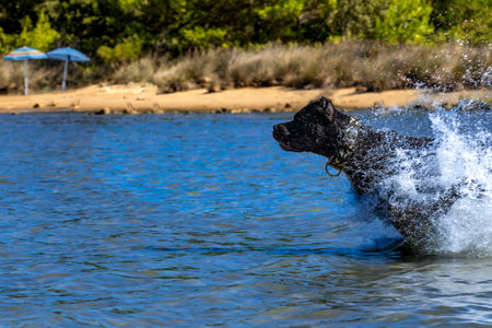 Black Cane Corso guard dog running in water, dog training, playing catch with a dogの写真素材