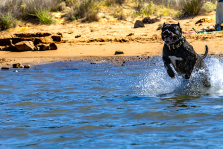 Black Cane Corso guard dog running in water, dog training, playing catch with a dogの写真素材