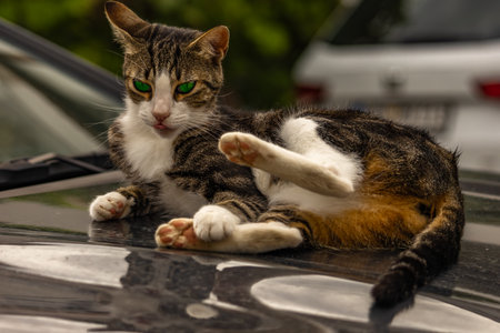 A gray cat with big green eyes lies on the hood of a car, the cat washes and basks in the sun on the car, the cat scratches the hood of the car with its clawsの写真素材