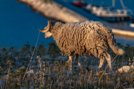 Wild sheep and rams running over rocks, a herd of animals on a rocky mountain pasture