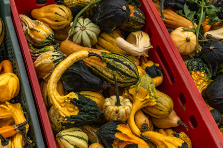 Freshly harvested decorative gourds displayed in plastic crates at a farmers market. A vibrant mix...