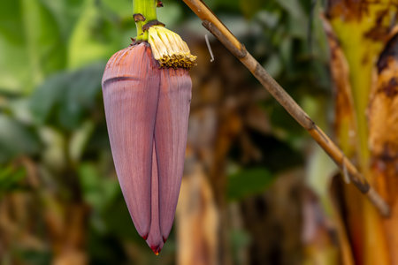 Unripe green Cavendish bananas growing in clusters on a banana tree on a tropical farm in Tenerife, Canary Islands. Spainの写真素材