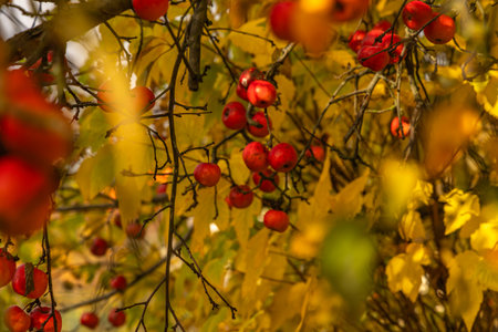 Vibrant red apples hanging on branches among yellow autumn leaves. Warm natural light, seasonal harvest concept, close-up in soft focus.の写真素材