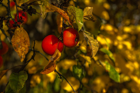Vibrant red apples hanging on branches among yellow autumn leaves. Warm natural light, seasonal harvest concept, close-up in soft focus.の写真素材