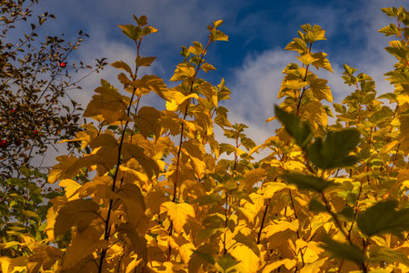 Bright yellow autumn leaves covering garden shrubs and ground. A green gate with leaf decor adds...