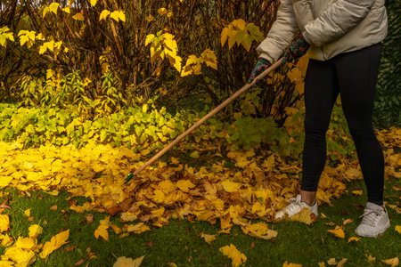 Blonde woman wearing leggings and colorful gardening gloves raking autumn leaves in a backyard garden. Seasonal outdoor activity showing fall cleanup, nature colors and landscaping maintenance.の写真素材