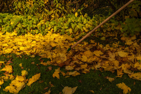 Blonde woman wearing leggings and colorful gardening gloves raking autumn leaves in a backyard garden. Seasonal outdoor activity showing fall cleanup, nature colors and landscaping maintenance.の写真素材